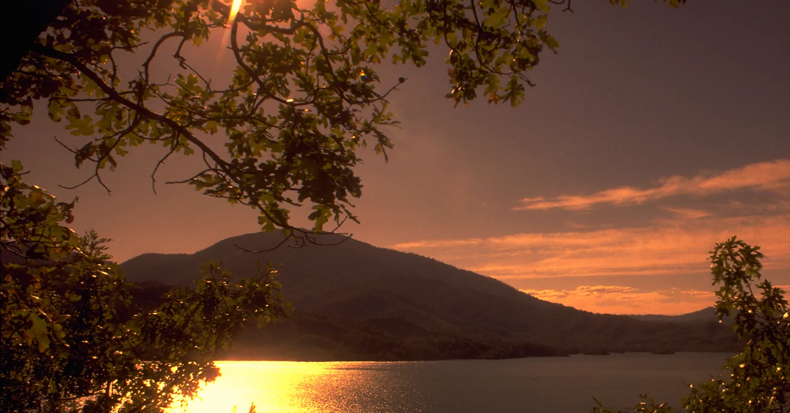 Sunset through oak branches over Shasta Lake