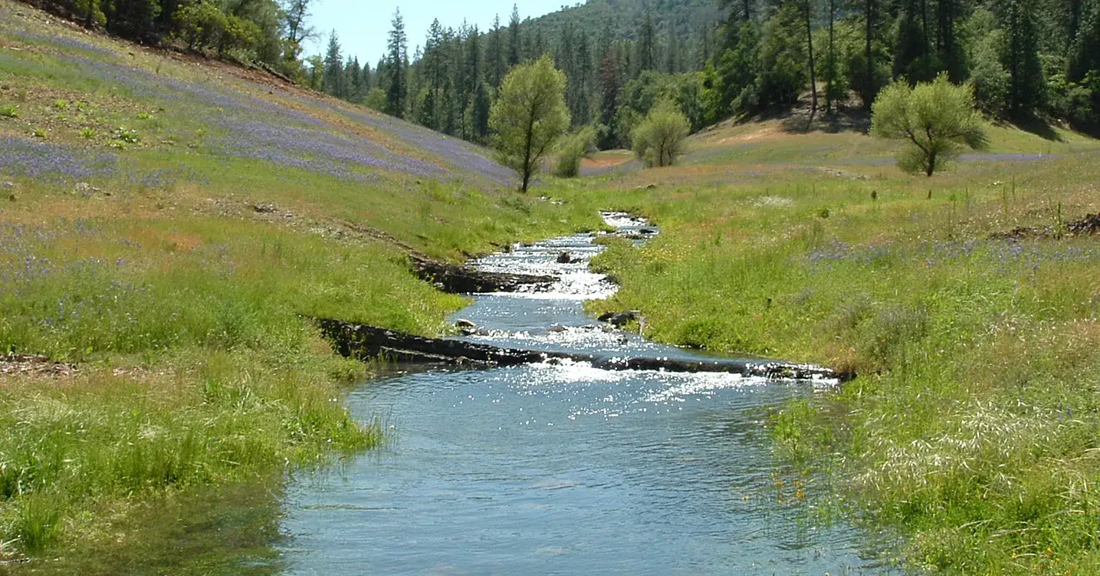 Creek running through a spring lupine meadow near Shasta Lake